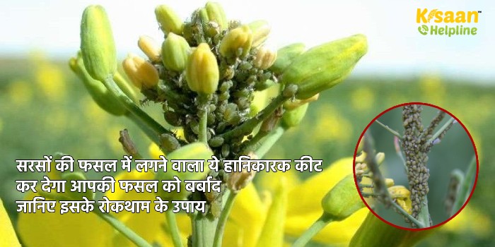 सरसों की फसल में लगने वाला ये हानिकारक कीट कर देगा आपकी फसल को बर्बाद, जानिए इसके रोकथाम के उपाय